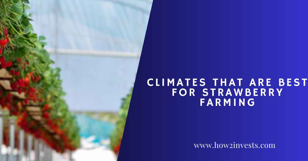 Climates That Are Best for Strawberry Farming How2invest
